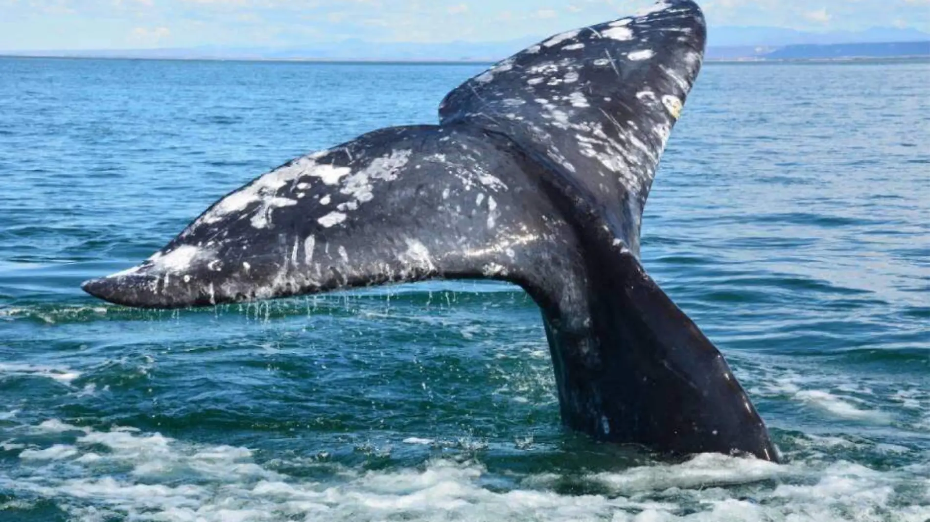 avistamiento ballenas en puerto chale 4